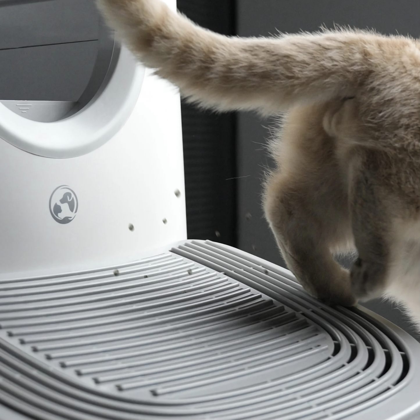 Rampe d’accès pour chat – confort, propreté et rangement intelligent